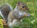 Squirrel eating cashew nut