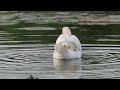 Mute Swan preening after chasing geese