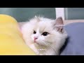 Super Ultra Attention Seeking Pretty Cat Ragdoll Cat Kim Ari Compilation