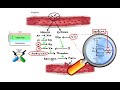 Pharmacology - ANTICOAGULANTS & ANTIPLATELET DRUGS (MADE EASY)