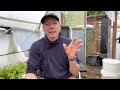 Polytunnel lessons learned and changes for 2023