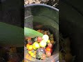 Harvest Time | Tomatoes, Tomatillos, and Zucchini