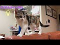 【子猫動画】スコティッシュのりん　今日もマイペース貫いちゃってますw