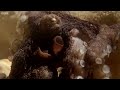 Extraordinary Octopus Takes To Land | The Hunt | BBC Earth