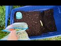 Worm Maintenance | Vermiculture Fun