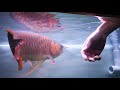 MOST AMAZING ASIAN AROWANA PLANTED AQUARIUM IN SINGAPORE?!