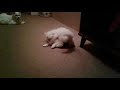 White kittens playing