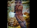 When Has #God #Ever Failed You? #shortsfeed of #christian #motivation  #rise #eagle #encouragement