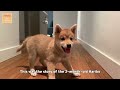 2-Month-Old Shiba Inu Puppy Compilation