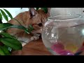 Cat and Fish 🐱 🐟 #cat #cute #suggestedvideos