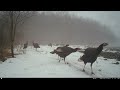 Warm Winter Turkeys