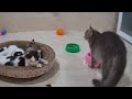 CLASSIC Dog and Cat Videos🐈🐈😻1 HOURS of FUNNY Clips🤣#🤣