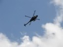 Lynx at Waddington