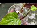 पान की बेल कैसे लगाएं/ How to grow & care Betel leaf Plant Vine