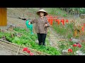 200 days for Sang Vy to plant a clean vegetable garden, take care of it harvest and cook on the farm