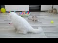 Funniest Animals 2023 😍 Best Funny Cats and Dogs Videos 😻🐶 Part 17