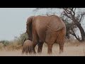 Baby Elephants | Animal Facts Series | Episode 36