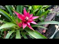 cheapest wholesale indoor plant nursery ever / Janak Nursery / good quality indoor plants