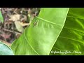 Orphan boy - Build bamboo fence for garden in the forest