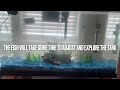 How to Clean Your Fish Tank From Dirty to Clear in 5 minutes!
