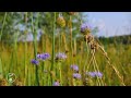 A beautiful summer meadow is filled with the living sounds of nature. 1 hour of background sounds