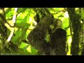 Amazon 4k - The World’s Largest Tropical Rainforest Part 2 | Jungle Sounds | Scenic Relaxation Film