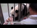 Panda baby reintroduced to Mamma
