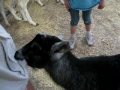 GOAT NOMS A CHILD