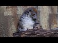 Crowned Lemur Mother And Twins Flickr