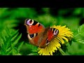NATURE ADVENTURE : Beautiful Nature and Animals 8K VIDEO ULTRA HD #8k