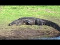 Myakka River 2023 Bike Tour | Alligators Paradise
