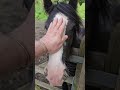 feeding retired horses