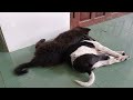 Best Funny Dogs and Cats Videos 😹🐶 Funniest Animal videos 2024