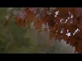 4K HDR Autumn Rain - Relaxing Rain Sounds for Sleeping - 10 Hours - Rainfall on Colorful Leaves