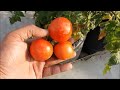 How To Grow Tomatoes At Home (SEED TO HARVEST)