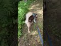 Highlight 1:04 - 6:02 from Walking With Moose The Alaskan Malamute Puppy 🐶 🌞🐺#husky #live #alaskanma