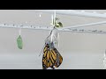 Monarch emerging from chrysalis