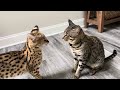 Serval Sounds and Attack