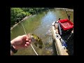 SMALLMOUTH EVERYWHERE ON THE LITTLE PIGEON SEVIERVILLE TN!