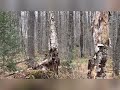 Close encounter with three BULL MOOSE!