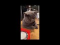 😂 Funniest Cats and Dogs Videos 😺🐶 || 🥰😹 Hilarious Animal Compilation №350