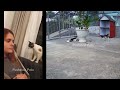 🐱🤣 So Funny! Funniest Cats and Dogs 2024 🤣🤣 Funniest Animals 2024 # 15