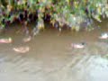 Swimming ducks in Cullompton