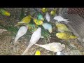 Love Birds Eating Green Leaf 🍀 🍃 🌿 | My Pets My Garden