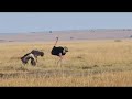 Two ostriches mating in Kenya