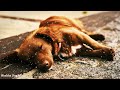 Healing Sleep Music to Relax Your Dog! Calm Your Dog and Combat Anxiety! Dog Music