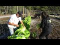 How to Grow Cabbage in CONTAINERS (SEED to HARVEST) Napa Cabbage/Chinese Cabbage