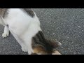 Cat Tricks Demonstration