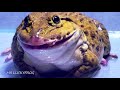 OMG!! Asian Bullfrog Eats Big Frog And Scorpion!