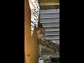 Rooster sings the egg song